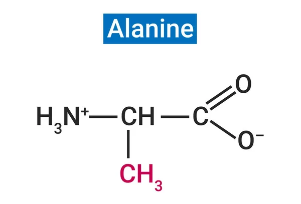 Alanina Aminoácido Que Usa Para Producir Proteínas — Vector de stock