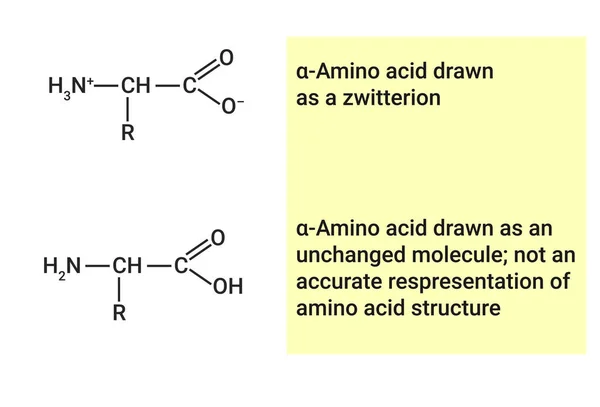 Estructura Química Del Aminoácido Del Zwitterion — Vector de stock