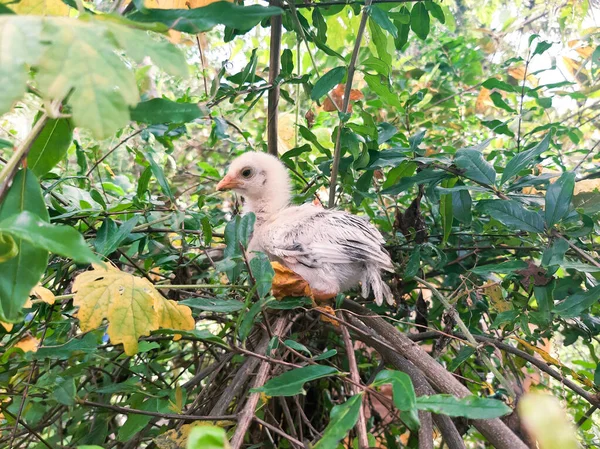 Cute chicken on the plant