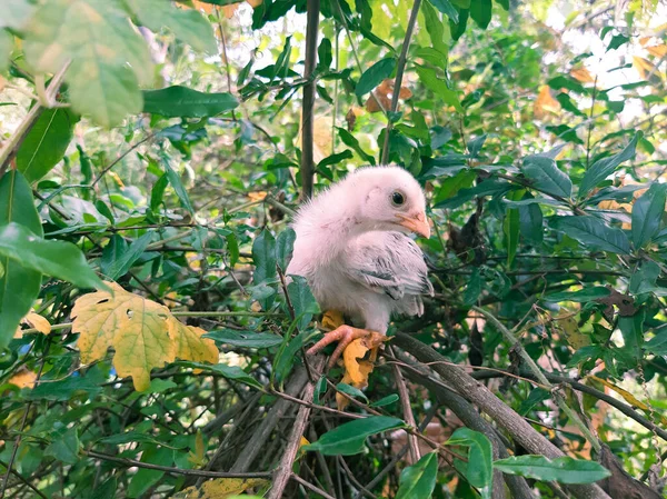 Cute chicken on the plant