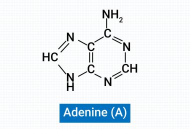 Adenine 'in kimyasal yapısı (A))