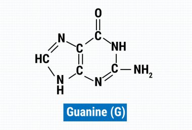 Guanine 'in kimyasal yapısı (G)