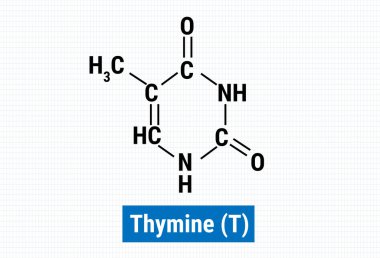 Thymine 'in kimyasal yapısı (T)