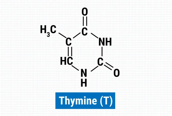 Estructura Química Del Thymine — Vector de stock