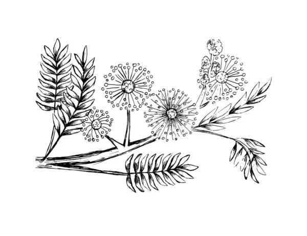 Ensemble Mimosa Bashful Croquis Vivace Dessiné Main — Image vectorielle
