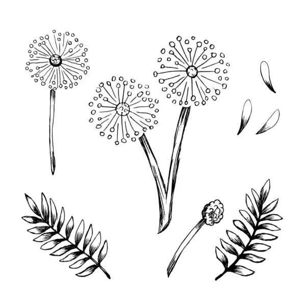 Ensemble Mimosa Bashful Croquis Vivace Dessiné Main — Image vectorielle