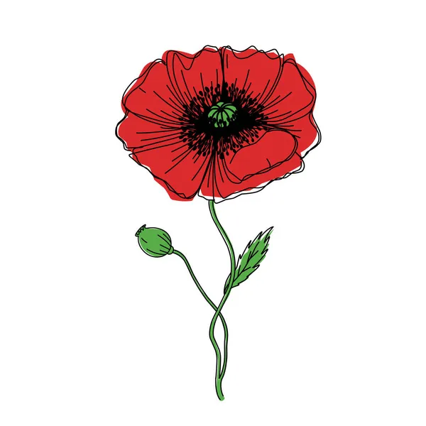 Flower Graphic Illustration Poppy Sketch Tattoo Print Color Sketch — Stock Vector