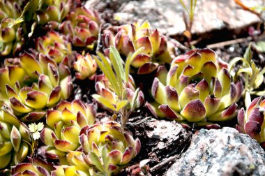 Sulu doğa çiçekleri bahar arkaplanı