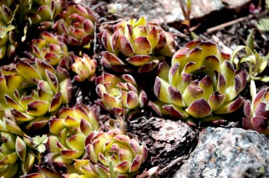 Sulu doğa çiçekleri bahar arkaplanı