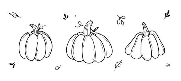 Collection Pumkins Vegetable Set Doodle Outline Vector Illustration — Stok Vektör
