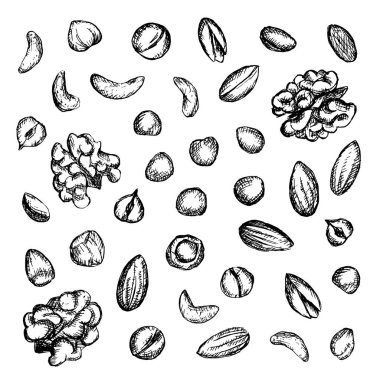 Vintage tarzında çeşitli fındıklı vektör çizimi. Doğrusal siluetler ceviz, fıstık, badem, şam fıstığı, ceviz, fındık çizerler. Arkaplan
