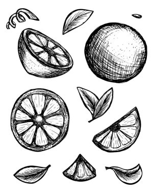 Turuncu ayarlayın. Meyve kesme. El illüstrasyon gıda maddeleri dilimlenmiş çekilmiş. Vektör