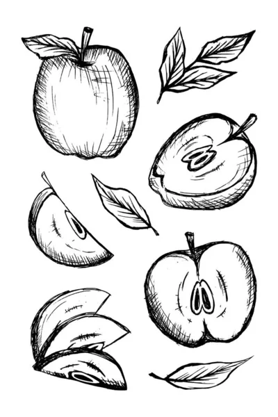 Croquis Gravures Composition Des Pommes Ensemble Pommes Dessinées Main Illustration — Image vectorielle