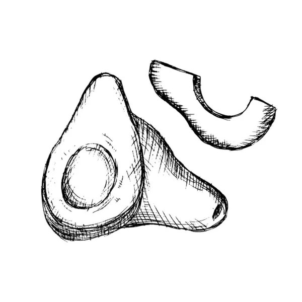 손으로 그려진된 아보카도 아보카도 조각이 스케치 새겨진 스타일 상세한 그림입니다 — 스톡 벡터