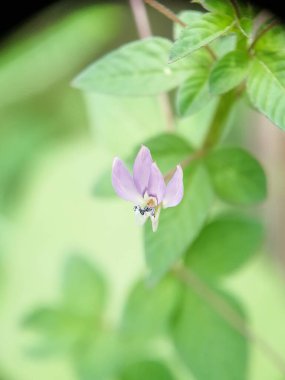 Beyaz bir çiçeğe yakın çekim