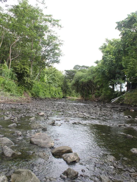 Eau Rivière Dans Forêt — Photo