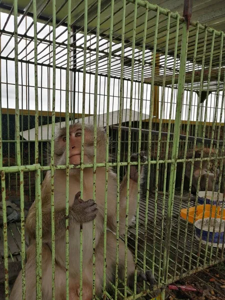 Kafesteki kasvetli maymun