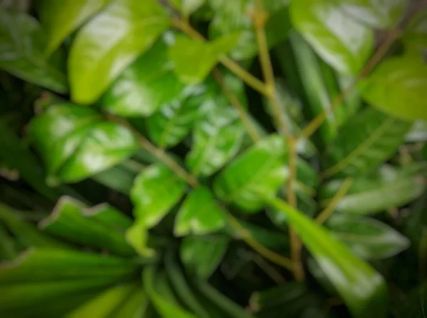 Bulanık ışık arkaplan yeşil tropikal yapraklar