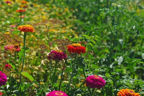 Zinnia flowers and dill in the kitchen garden. This is a wonderful brightly colored summer wallpaper.