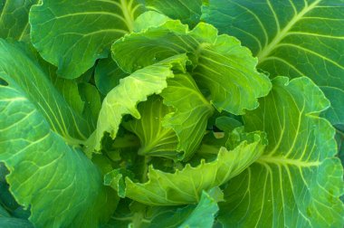 Orada yeşil lahana yaprakları vardı. Lahana kafa sebze bahçesinde yetişir. Bu parlak yeşil bir duvar kağıdı..