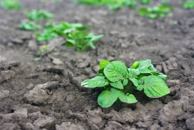 Ev bahçesinde patates yetişiyor. Toprağın arka planında patates filizi var..