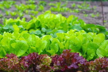 Mutfak bahçesinde yeşil ve kırmızı marullar yetişir. Parlak duvar kağıtları var..