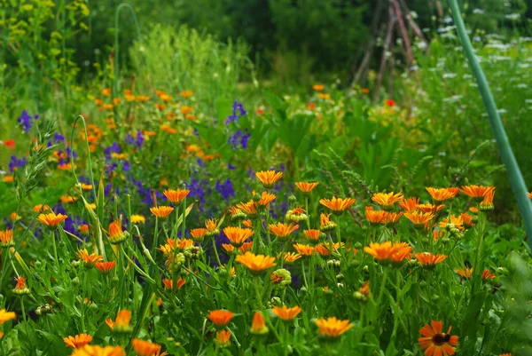 Calendula flowers bloom in the kitchen garden. This is a wonderful brightly colored summer wallpaper. Here are orange and purple flowers on a green background.