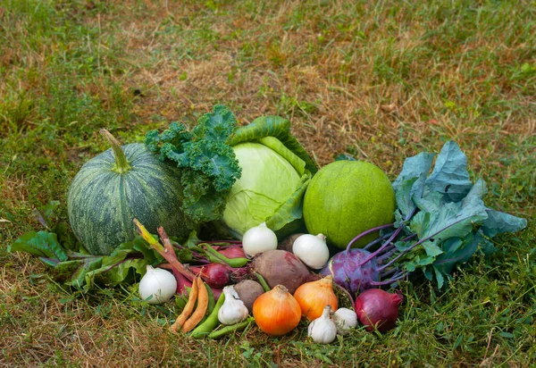 Colheita Legumes Horta Cozinha Repolho Abóbora Melancia Beterraba Cebola Alho — Fotografia de Stock