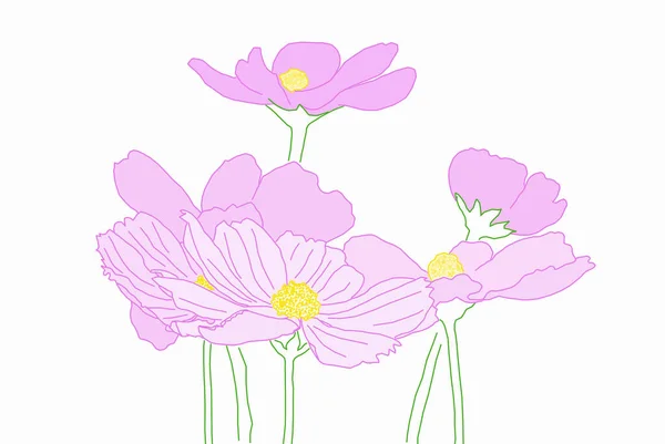 Set of colorful Cosmos flowers.  Line-art illustration on white backgrounds.