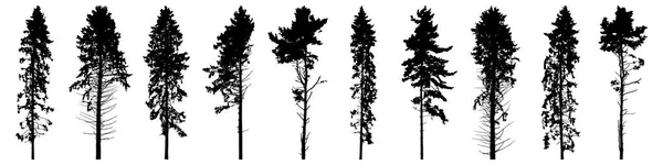 Uzun Orman Ağaçlarının Silueti Güzel Çam Ağaçlarının Seti Vektör Illüstrasyonu — Stok Vektör