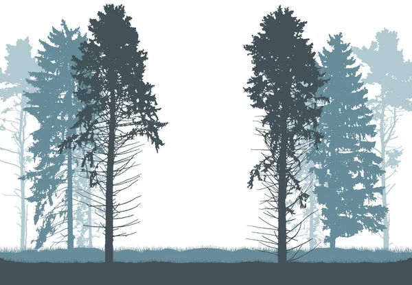 Prachtige Hoge Dennen Dennenbomen Silhouet Van Bos Vectorillustratie — Stockvector