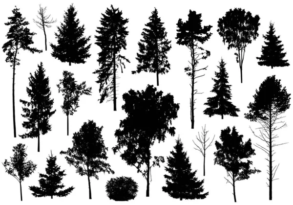 Silueta Conjunto Diferentes Árboles Colección Árboles Forestales Siempreverdes Coníferas Árboles — Vector de stock