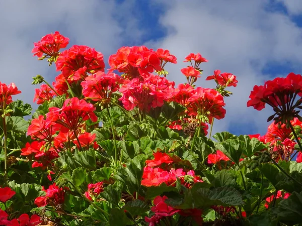 Rode Bloemen Voor Een Prachtige Hemel — Stockfoto