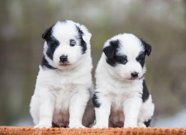 Deux Chiots Yakut Laika Dans Rue — Photo