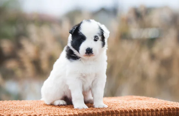 Pequeno Cachorro Yakut Laika — Fotografia de Stock