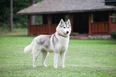 Gri Sibirya Husky 'si parkta koşuyor