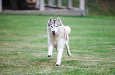 Gri Sibirya Husky 'si parkta koşuyor