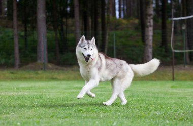 Gri Sibirya Husky 'si parkta koşuyor