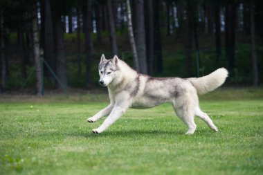 Gray Siberian Husky runs in the park