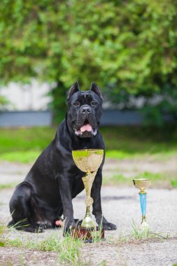 İtalyan Cane Corso ve ödülleri