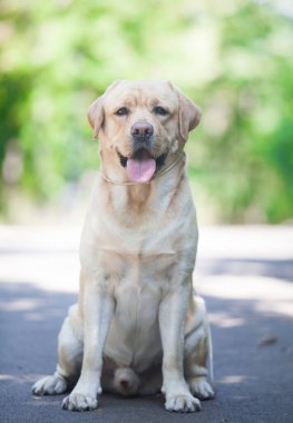 Yeşil Park 'ta Labrador Retriever
