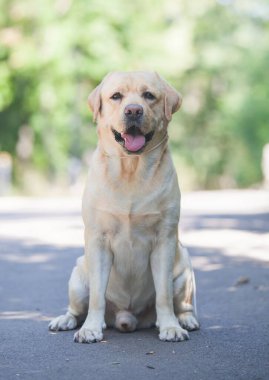 Yeşil Park 'ta Labrador Retriever