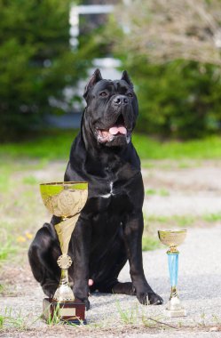 İtalyan Cane Corso ve ödülleri