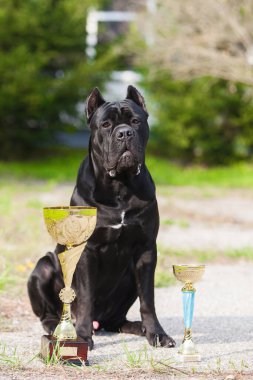 İtalyan Cane Corso ve ödülleri
