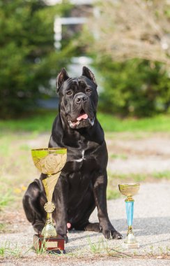 İtalyan Cane Corso ve ödülleri