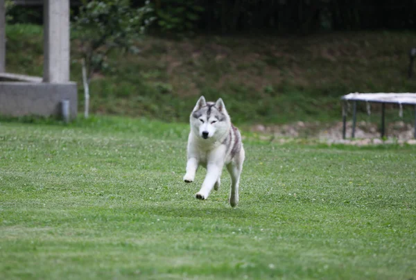 Gray Siberian Husky Τρέχει Στο Πάρκο — Φωτογραφία Αρχείου