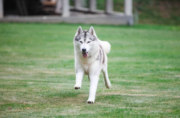 Gray Siberian Husky Runs Park — Stockfoto