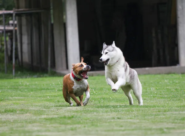 Gray Siberische Husky Loopt Het Park — Stockfoto