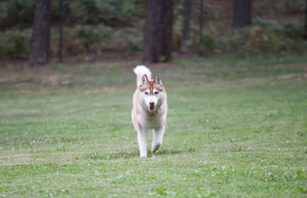 Red Husky Runs Park — Stock Photo, Image