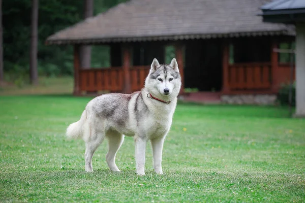 Gri Sibirya Husky 'si parkta koşuyor
